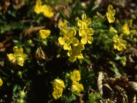 Gentiana cfr.orbicularis, Erythronium dens-canis, Potentilla cfr.brauneana e Carex sp.